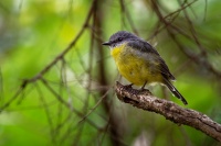 Lejscik zluty - Eopsaltria australis - Eastern Yellow Robin o4429